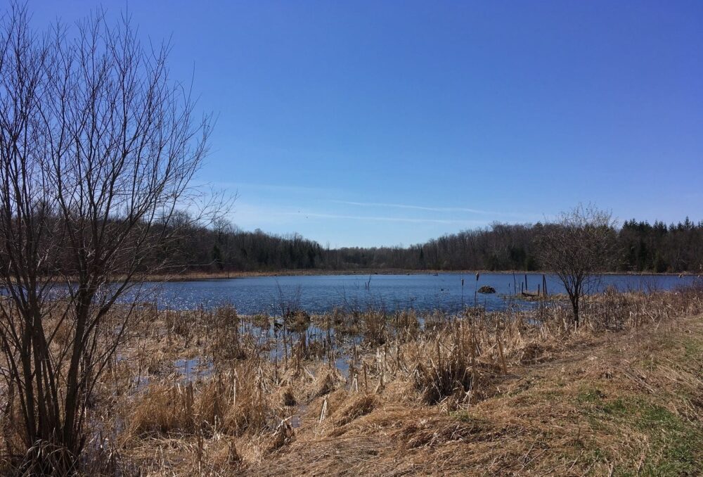 Scugog Island Marsh.