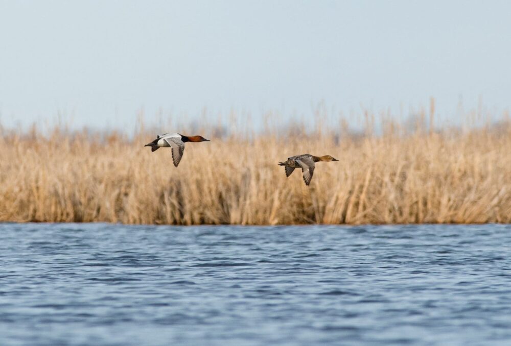 Over the past three years, DUC protected 29,180 acres (11,809 hectares) of prime wetland and surrounding habitat using Migratory Bird Treaty Act funding.