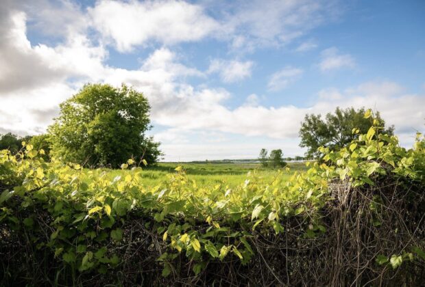 DUC and partners flock together to secure a bright future for a Brighton wetland