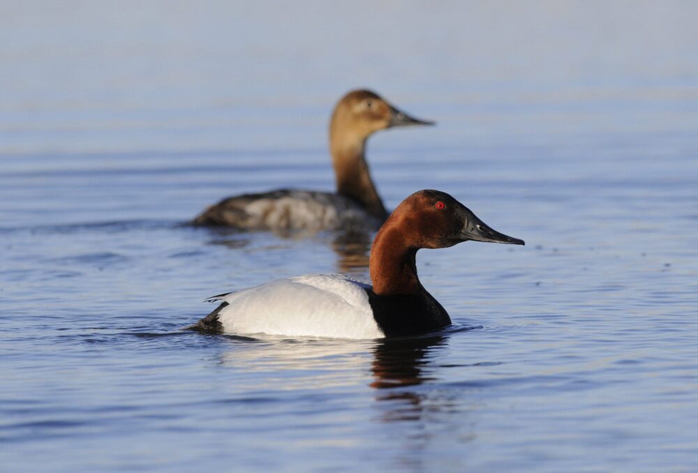 According to the 2018 Trends in Duck Breeding Populations report, canvasback numbers remain strong and are 16 per cent above the long-term average.