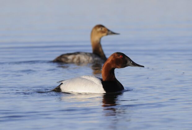 canvasback drake & hen