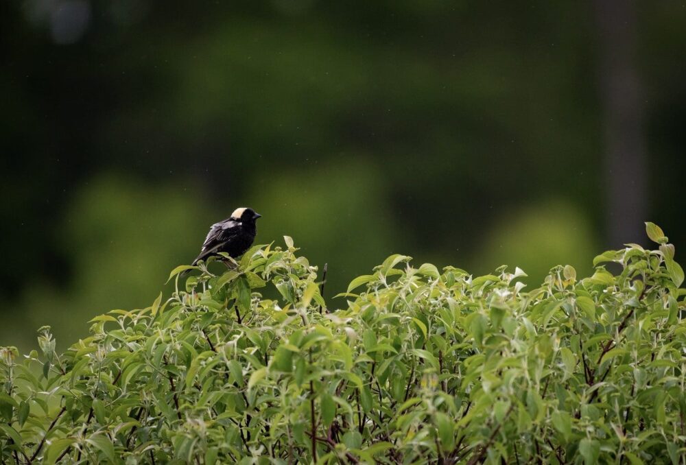 Bobolink, a species at risk.