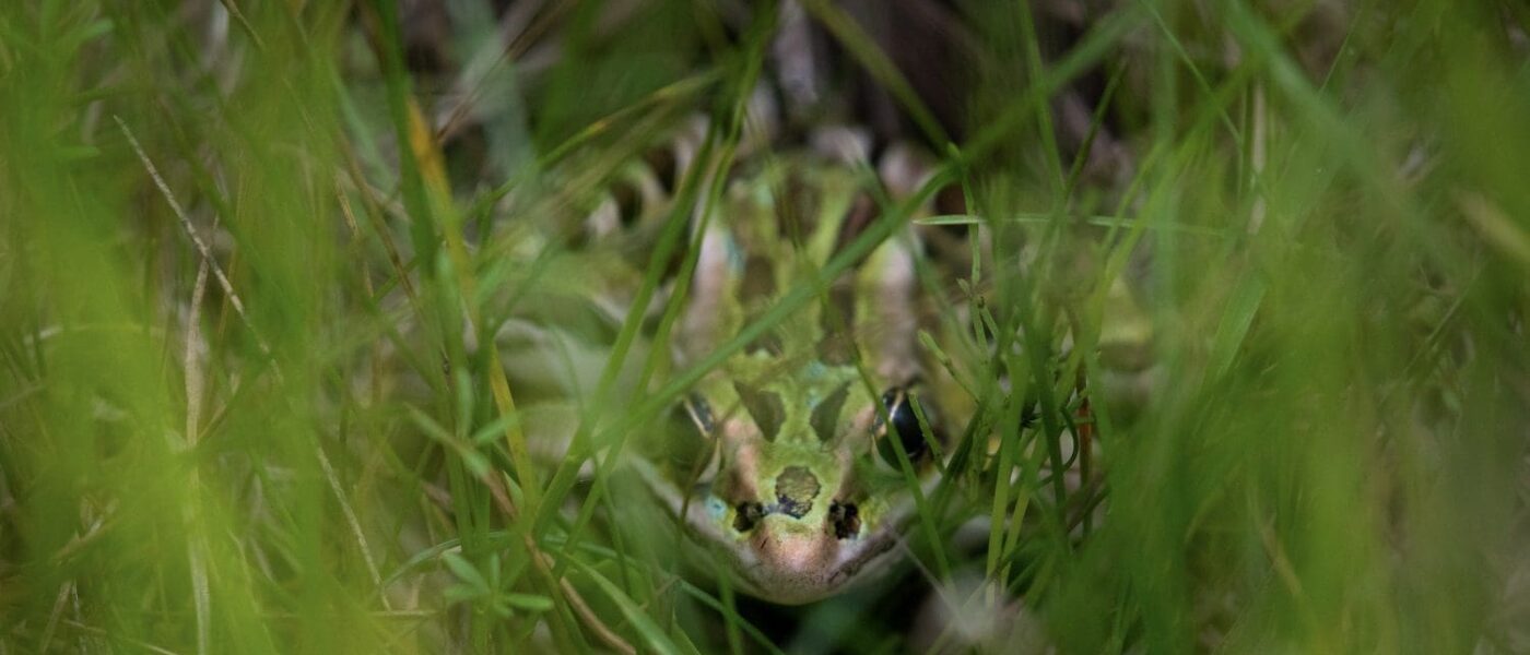 Northern leopard frog.