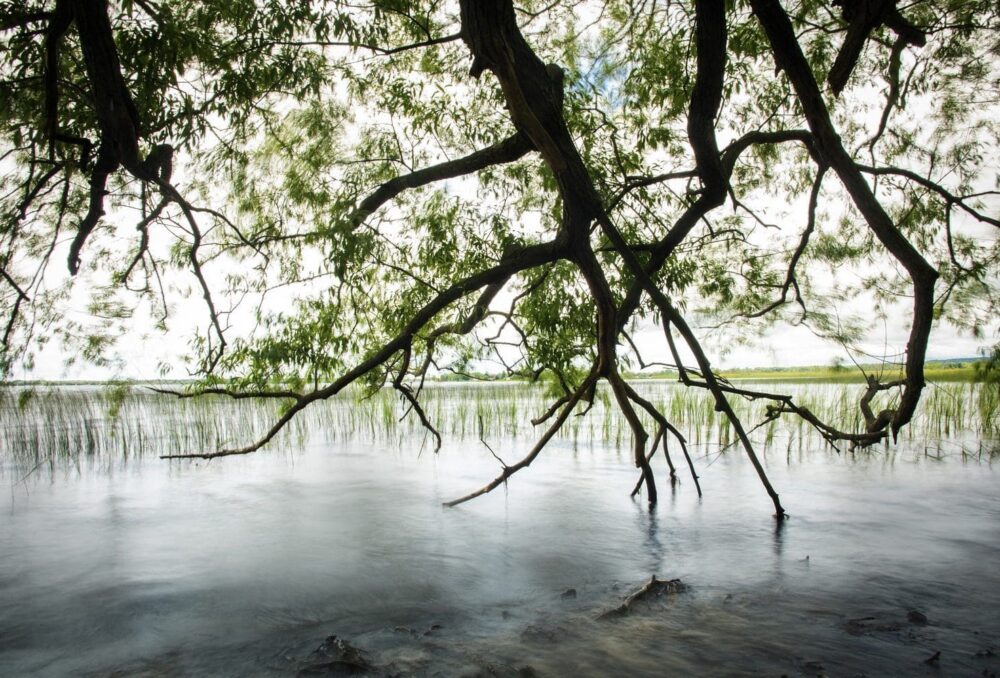 Brighton Wetland shoreline.