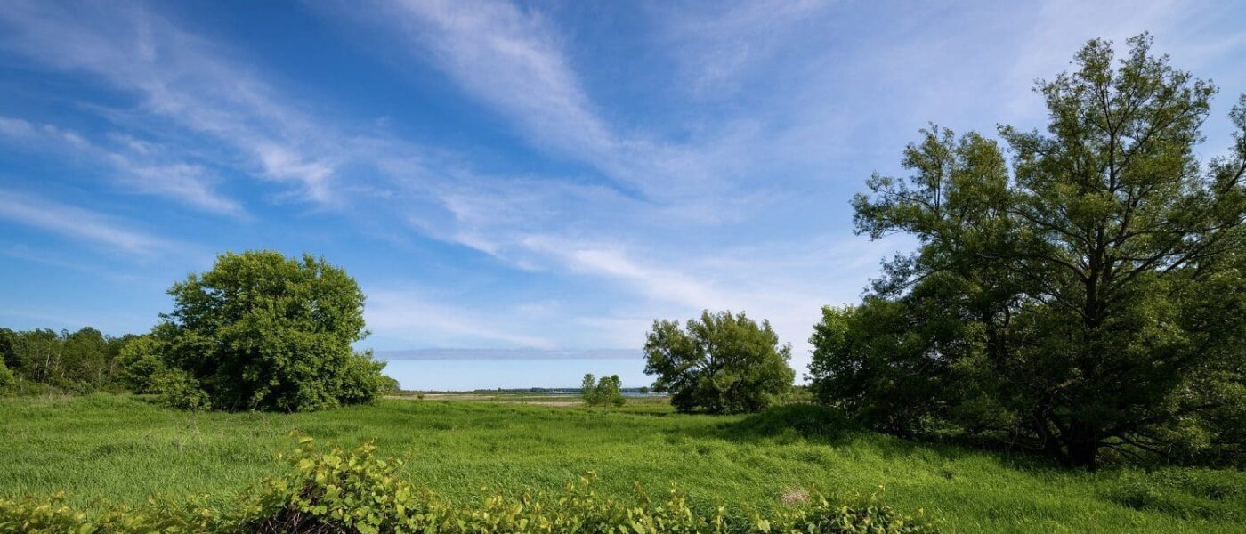 Brighton Wetland.