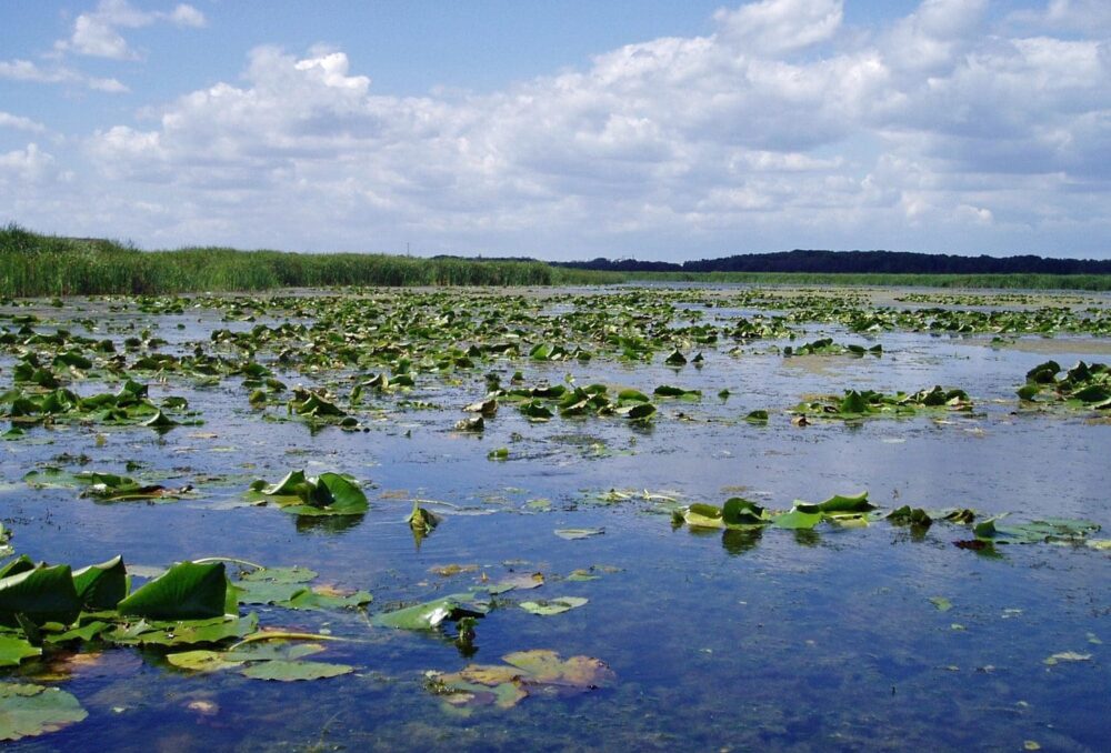 Oshawa Second Marsh.