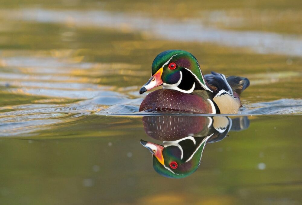 Wood duck drake swimming in a wetland.