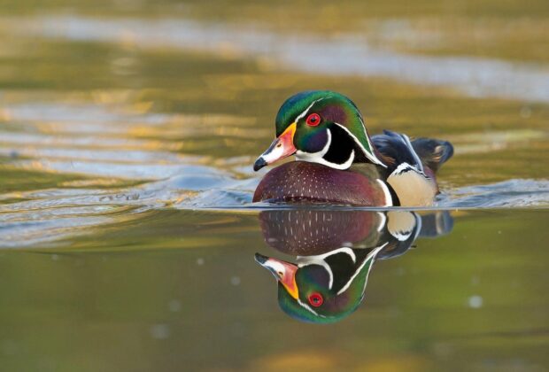 wood duck