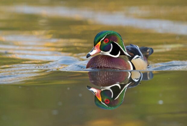 Wood duck