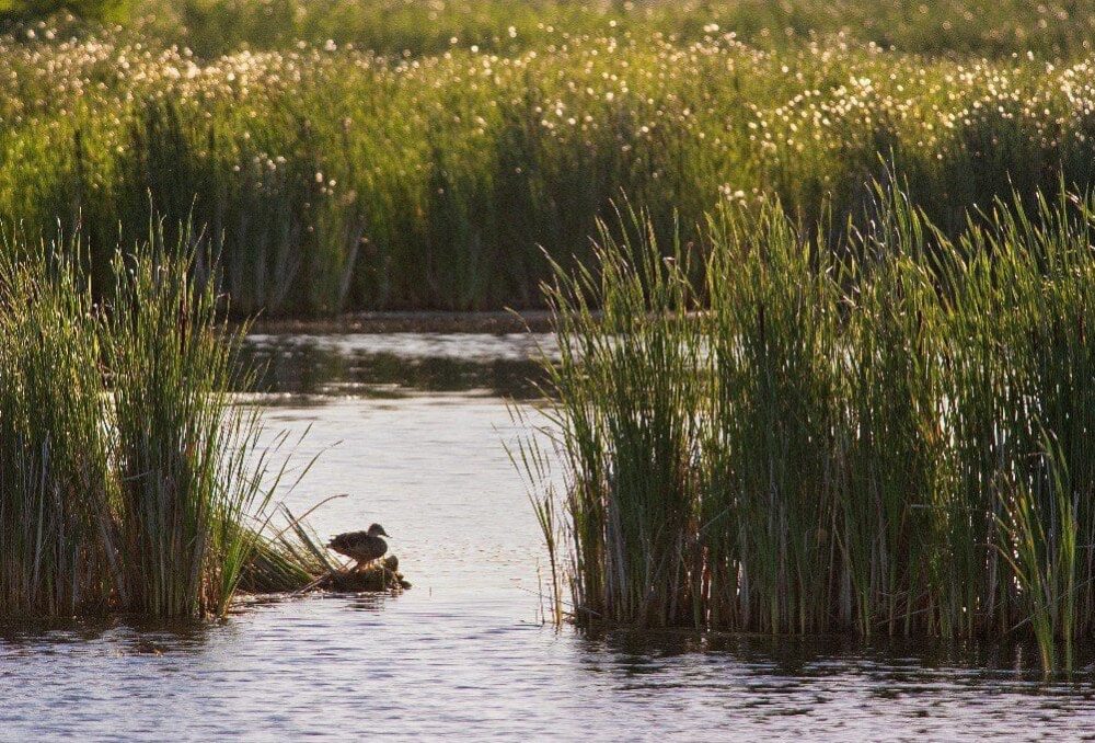 Climate-adjusted wetland inputs will be part of the modelling scenarios and used to revise the distribution models for the seven most common waterfowl species in prairie Canada: mallard, blue-winged teal, northern shoveler, gadwall, northern pintail, redhead and canvasback.