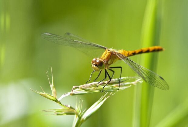 Dragonflies are “canaries in the coalmine” for wetland biodiversity