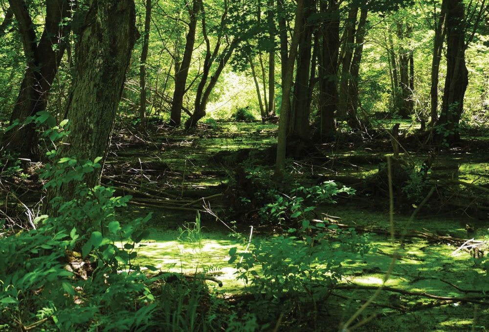 The Merry family of Wolfe Island donated a key segment of LaSalle Marsh which provides exceptional waterfowl habitat on Lake Ontario.