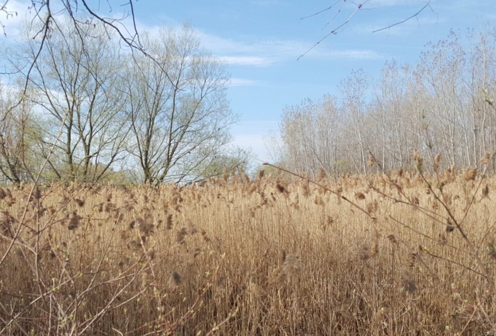 Buchanan Marsh prior to habitat restoration.