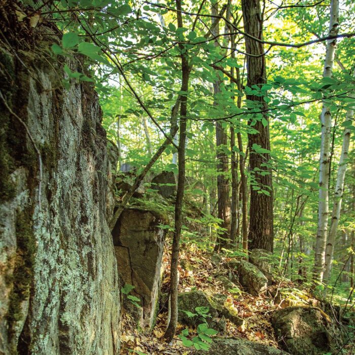 Delicate and beautiful, ancient lichen mats and moss found in the Carp Hills could be damaged or destroyed by hikers and bikers. 