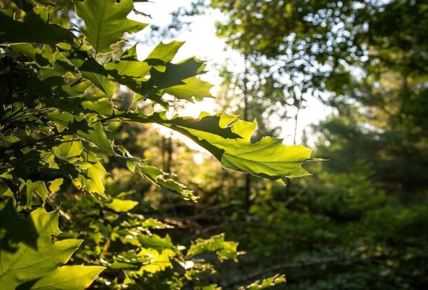 Protecting Ottawa’s wildest landscape