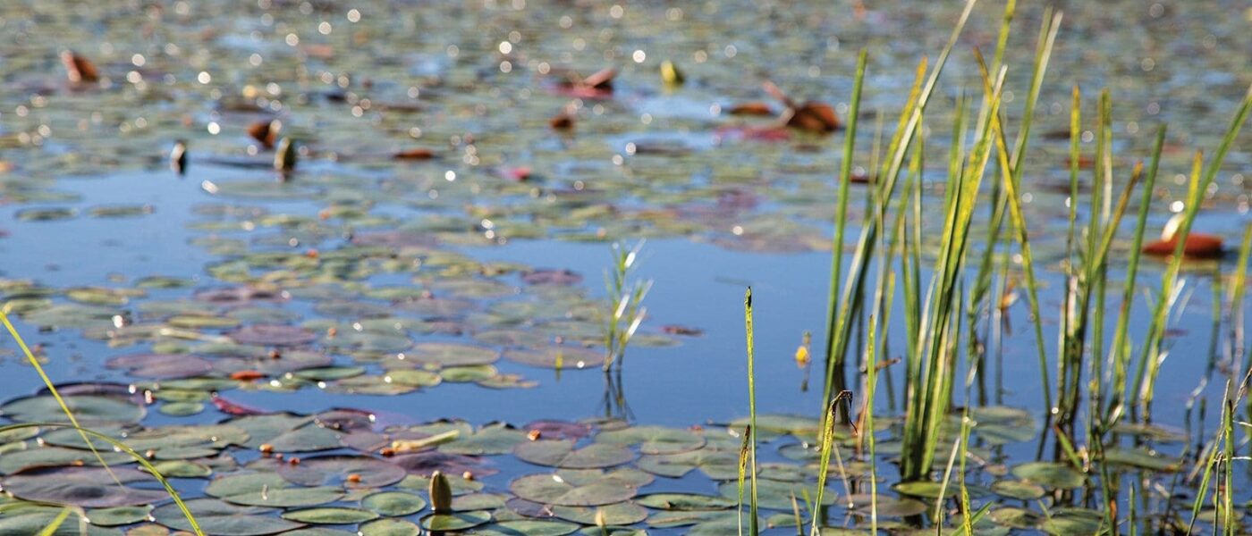 Carp Hills wetlands.