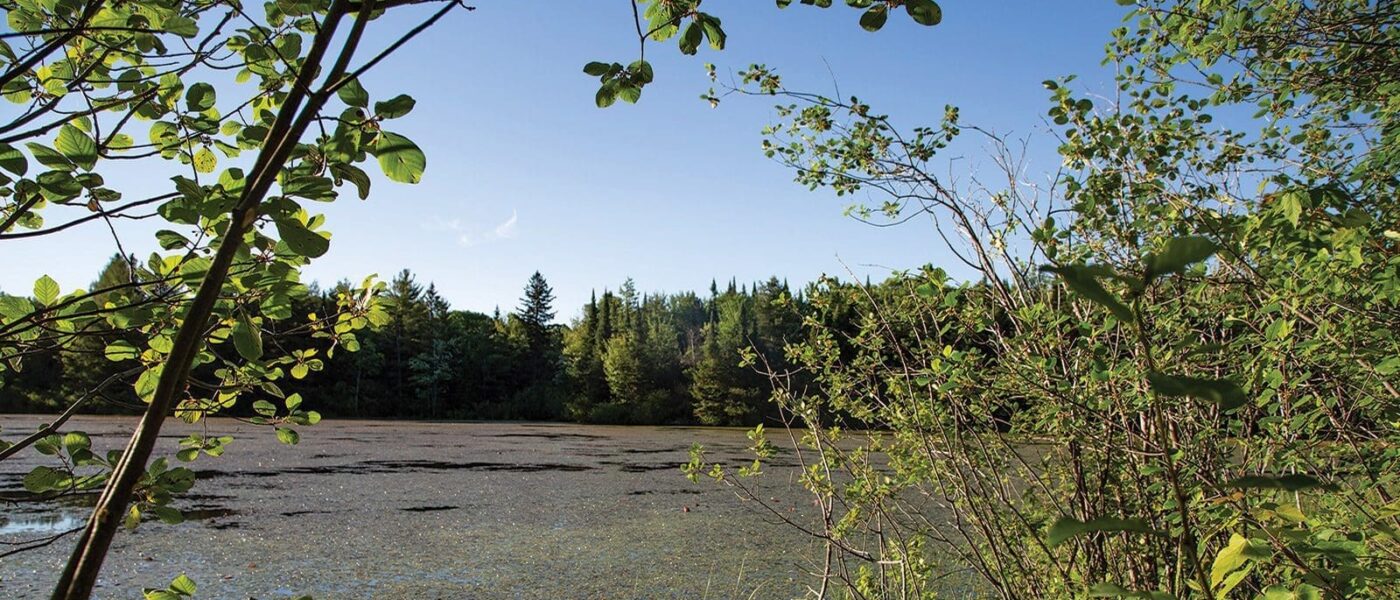 Habitats within the Carp Hills include wetlands that supply clean water to the Carp River via surface streams and underground aquifers.