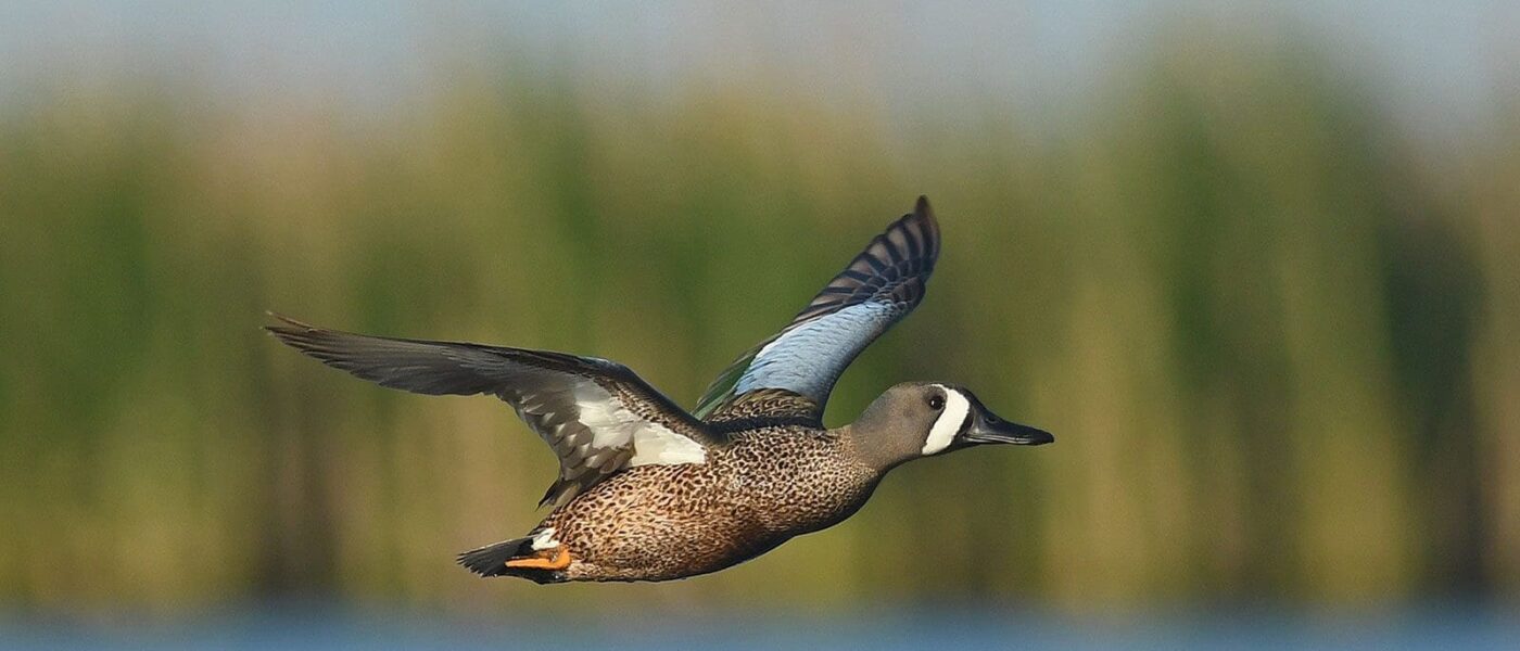 Up to 84 per cent of blue-winged teal overwinter in Mexico.
