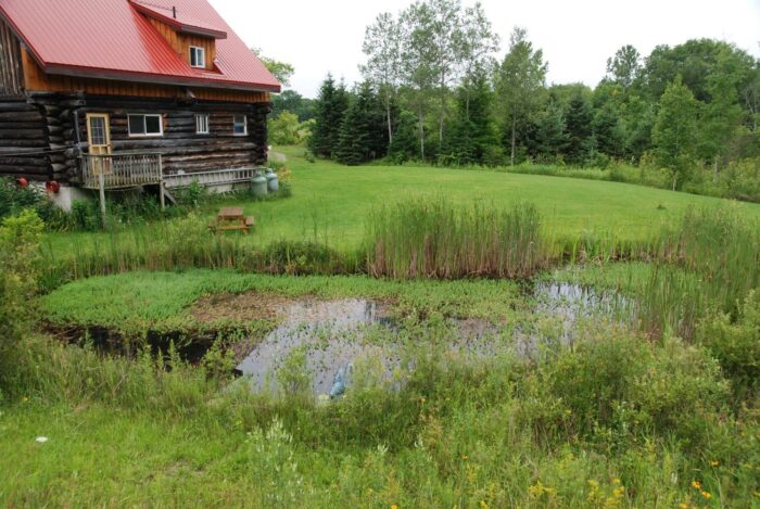 Homeowner’s pond taken over by the invasive plant, parrotfeather.