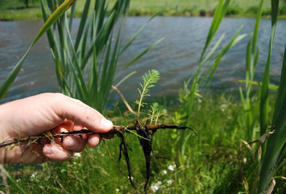 Parrotfeather (Myriophyllum aquaticum), an invasive aquatic plant.