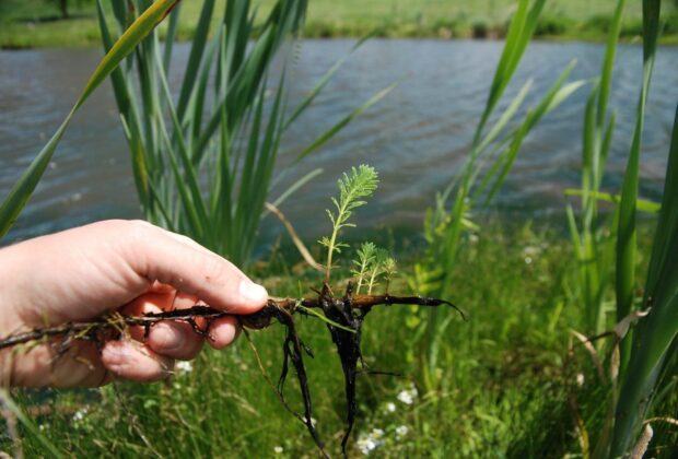 Decisive action removes invasive aquatic plant, parrotfeather, in eastern Ontario