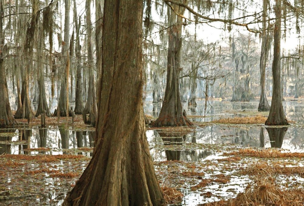 Hauntingly beautiful, bottomland forested wetlands like this cypress swamp in the Mississippi Alluvial Valley offer critical food and shelter for wood ducks and mallards, as well as a host of ecological functions important to people, including recreation and flood control.