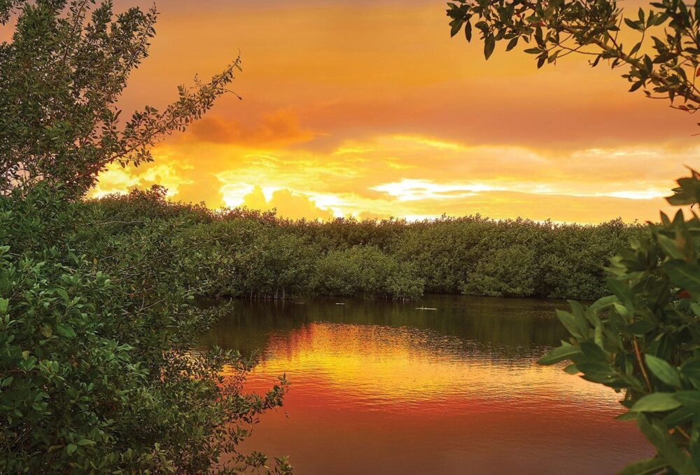 Up to 20 per cent of North America’s migrating waterfowl rely on Mexico’s mangrove swamps and other habitats during the winter months.