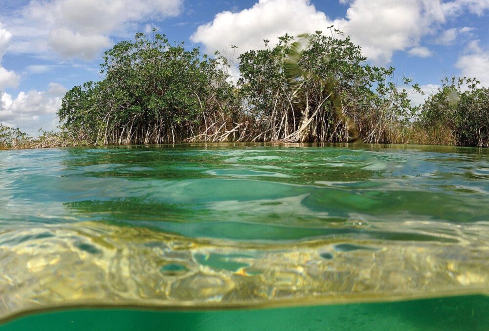 The deep, complex root systems of mangrove trees and shrubs anchor swamps full of rich, organic matter that produce food for ducks and other wildlife.