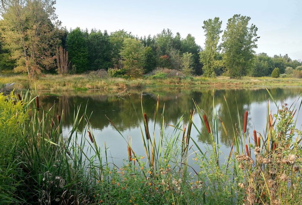 A landscape with ample small wetlands can sustain generations of wildlife.