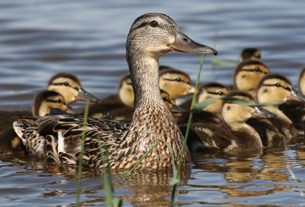 A hen with her brood of mallard ducklings on a seasonal pond.