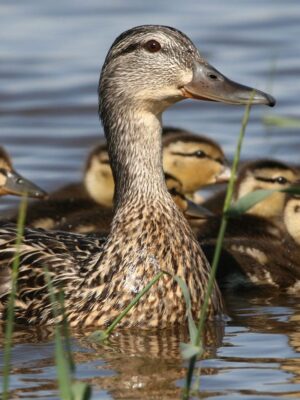 Seasonal ponds are life support for wildlife