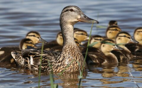 Seasonal ponds are life support for wildlife