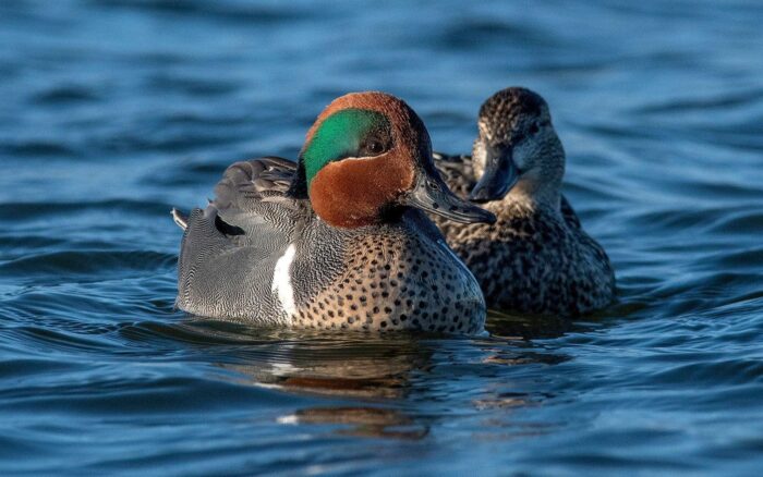 Ruisseau de Feu is host to approximately 150 species of wildlife.