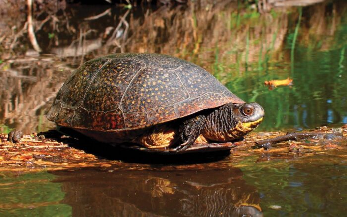 Species at risk, like the Blanding’s turtle, are among the wildlife found here.