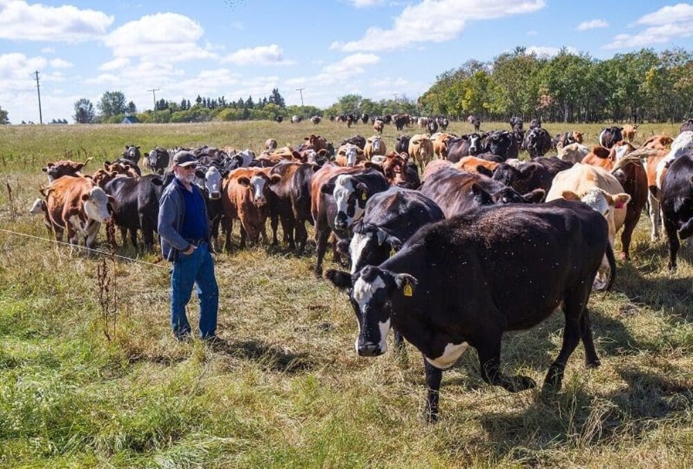 Blain Hjertaas and his herd.