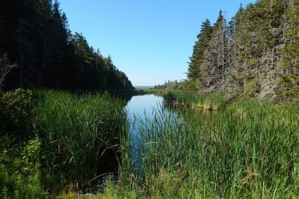 DUC will be in charge of upgrading dykes and water control structures and will jointly manage wetlands to ensure quality habitat for migratory birds including waterfowl, at-risk species, and other wildlife in Chignecto NWA (NS).