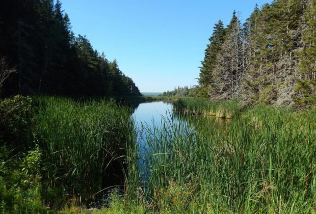 The Government of Canada and Ducks Unlimited Canada safeguard important habitats at four National Wildlife Areas