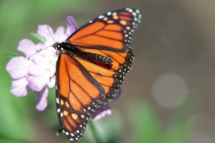 Monarch butterfly, a valuable grassland pollinator