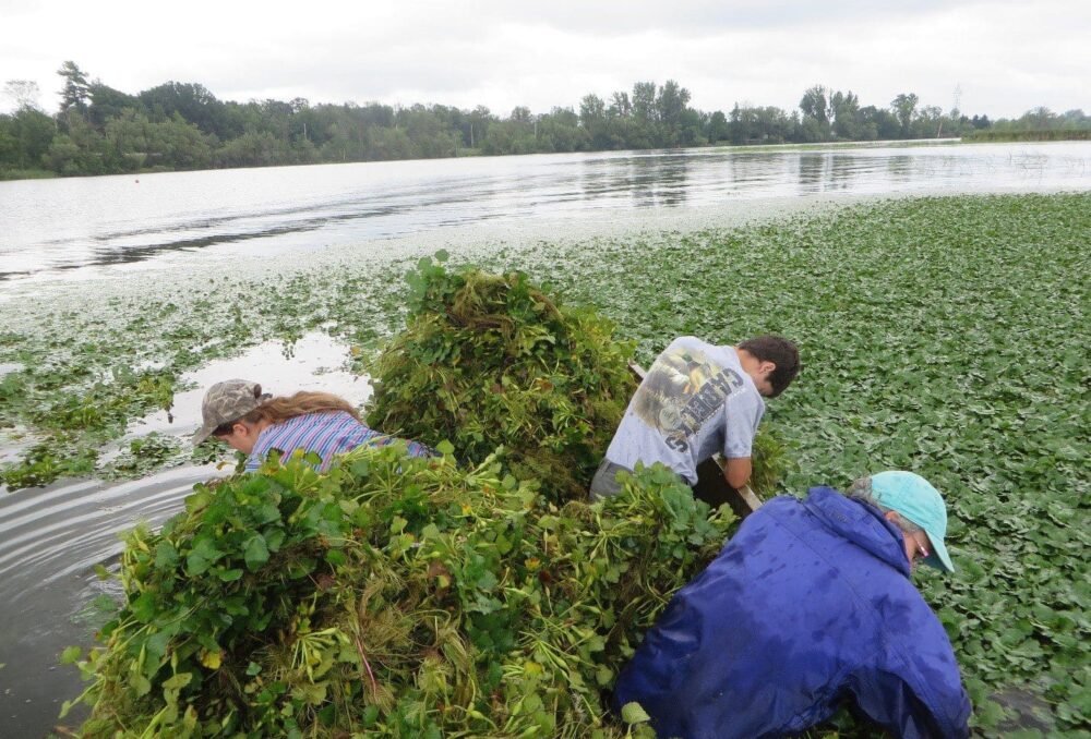 Volunteers fill a canoe with hand-pulled European water chestnut plants.