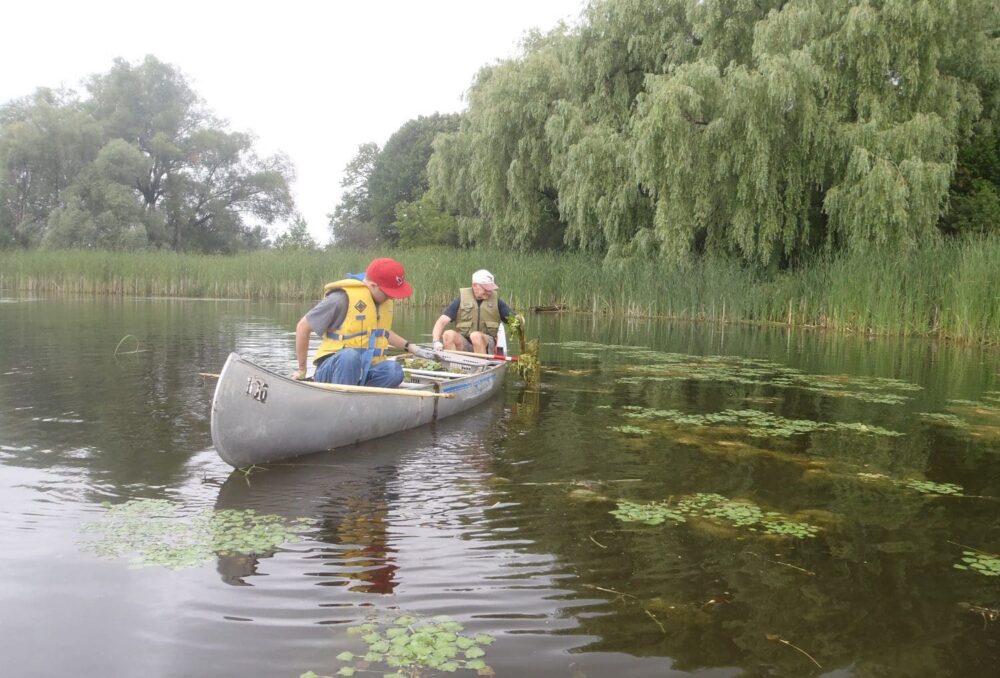 Peter Melvin, stern, joined the water chestnut removal effort on the Rideau River.