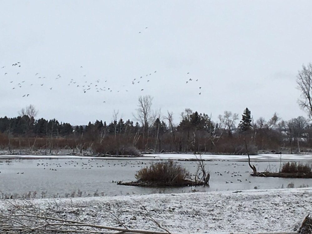 Tundra swans gather on the ice in early spring at the Aylmer WMA. 