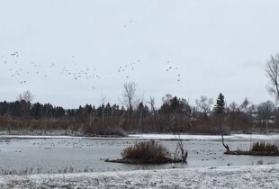 Birds and bird watchers will benefit from habitat improvements in Elgin County
