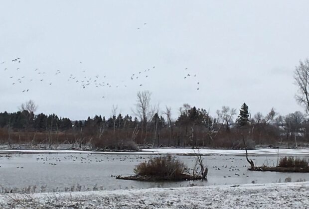 Birds and bird watchers will benefit from habitat improvements in Elgin County