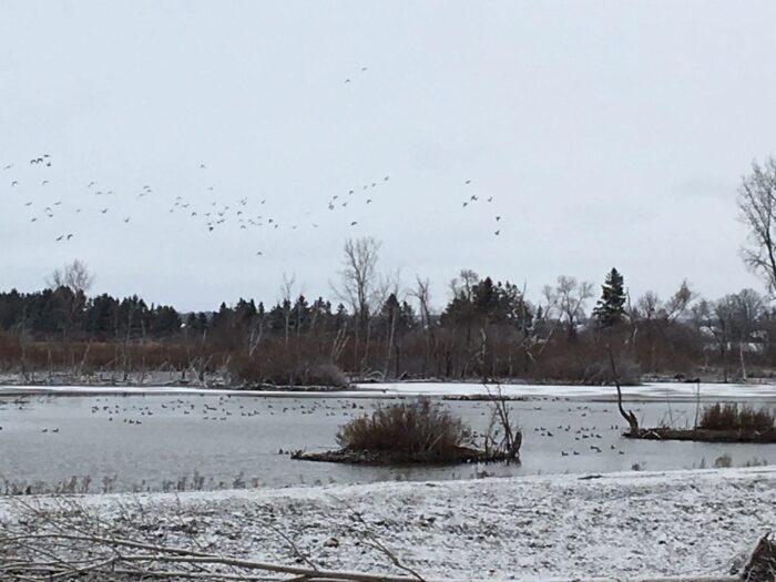 The Aylmer wetlands provide habitat in all seasons.