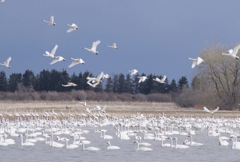 Tundra swans gather on the ice in early spring at the Aylmer WMA.