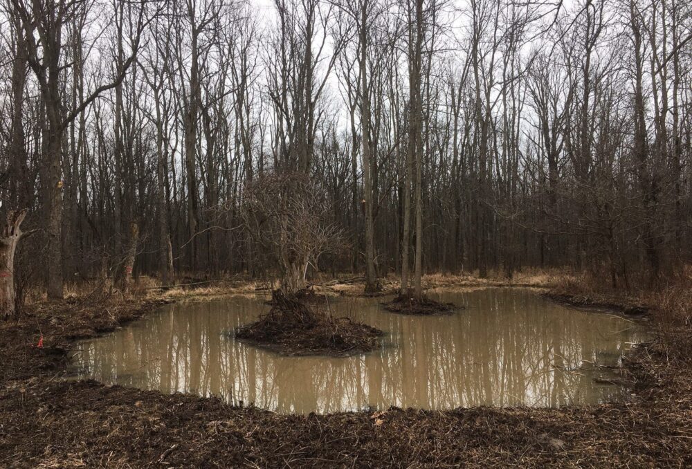 Spring water collected in the newly created habitat. 