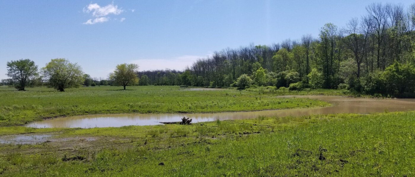 The new wetland habitat looks idyllic on a late spring day. 