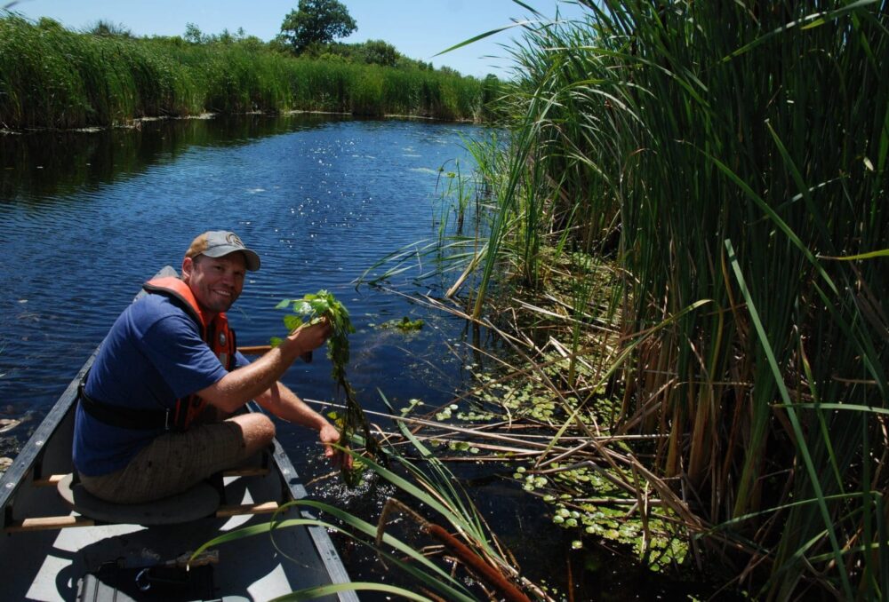 DUC’s Kyle Borrowman working from a canoe in the coastal wetlands of Wolfe Island.