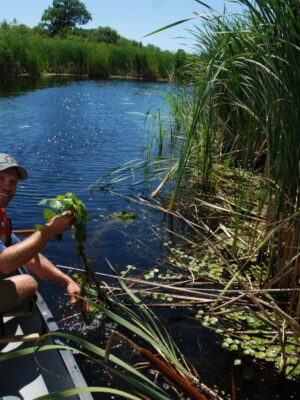 European Water Chestnut Eradication