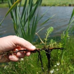 Decisive action removes invasive aquatic plant, parrot feather, in eastern Ontario